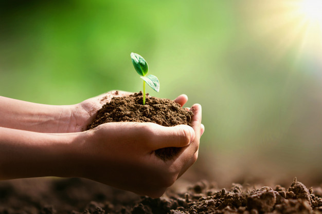hand holding small tree planting sunshine eco concept 34152 1139